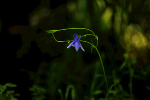 紫色小花绽放于绿意间