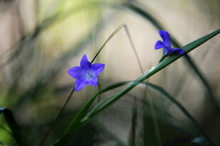 蓝花绽放于幽草间