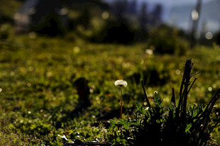 草地间的蒲公英与绿植