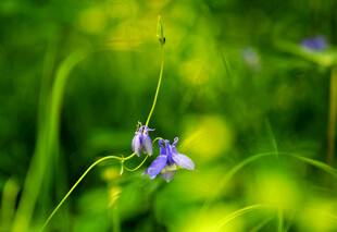 草丛中的紫色小花