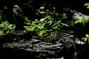 岩石上的翠绿新生植物