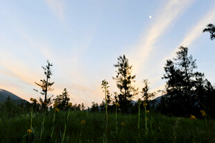 黄昏下的草地与树木景观