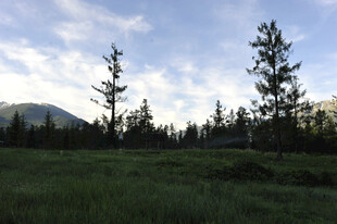 草原松林与远山美景