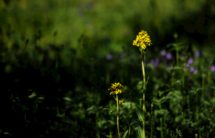田野中的黄色小花