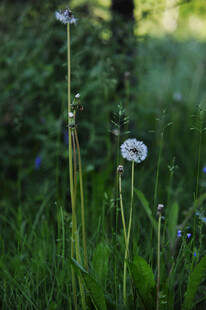 草地上的清新白色小花