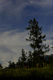 黄昏下的树木与天空景色