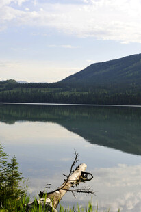 湖畔鹿影 自然静谧之景
