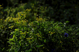 繁茂绿植中的多彩花卉