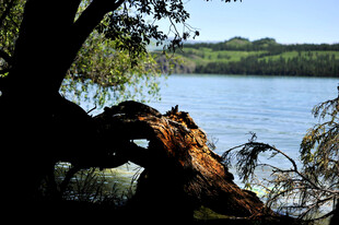 湖畔枯木与葱郁树木景观