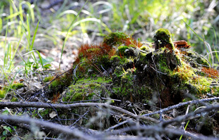 长满苔藓的树桩