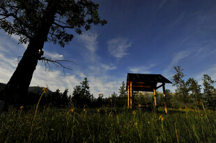 草原上的木屋与参天大树