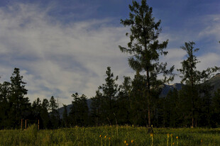 草原松林间的美丽风光