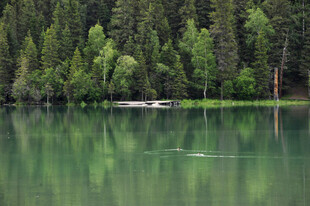 宁静湖畔绿意盎然的森林