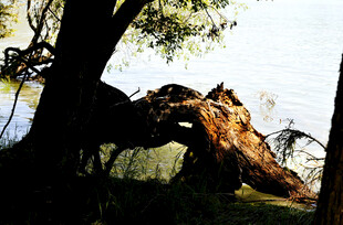 河边倒伏的枯树景象