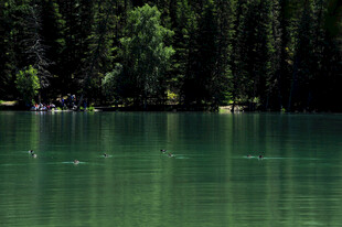 宁静湖畔的森林美景