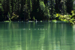 翠绿湖水边的静谧森林