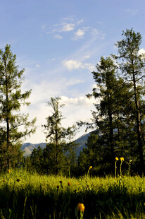 山林草地间的清新自然景