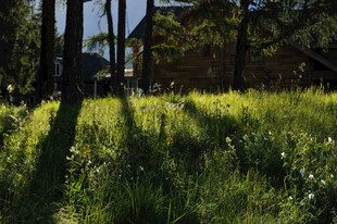 阳光洒落的林间草地