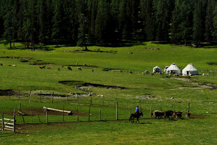 草原上的白色帐篷与风景