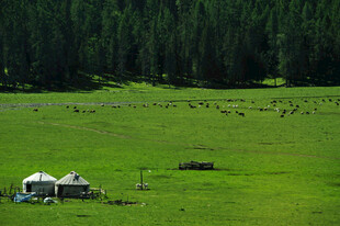 草原上的帐篷与葱郁树林