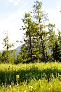 夏日绿野中的挺拔树木