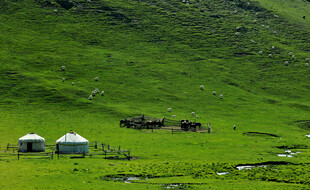 草原上的蒙古包与马群