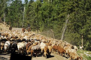 乡村牧群行进在林间小道