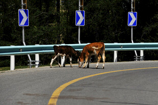 公路上行走的两头牛