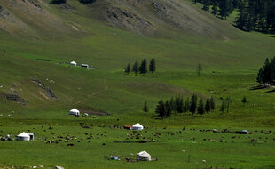 草原上悠闲吃草的羊群