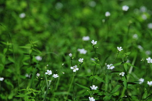 绿草间的白色小花绽放