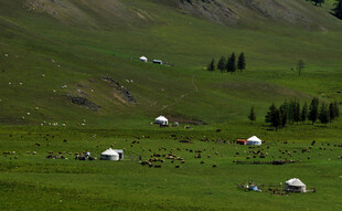 草原上的白色帐篷与牲畜