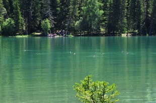 碧绿湖水旁的葱郁树林