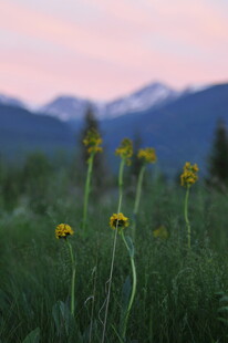 草原黄花与远山美景