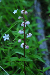 草丛中的白色小花