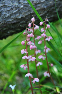 林间粉色小花绽放