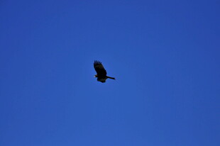 蓝天中翱翔的飞鸟