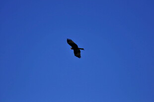 蓝天中翱翔的飞鸟