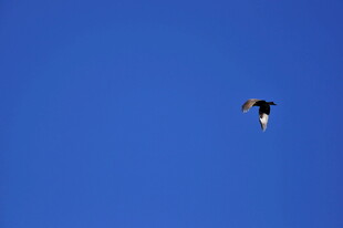 蓝天中翱翔的飞鸟