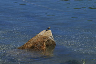 水中露出的奇特岩石