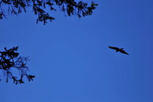 蓝天中翱翔的飞鸟