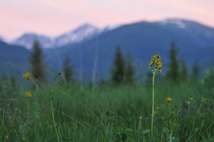草原上的野花与远山美景