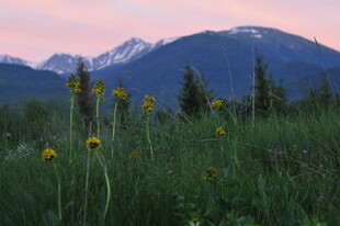 山间花草与远处山峦美景
