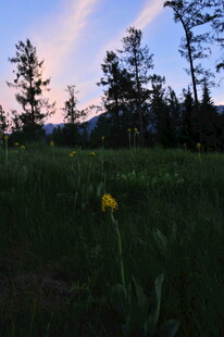 草原黄昏下的孤独小黄花