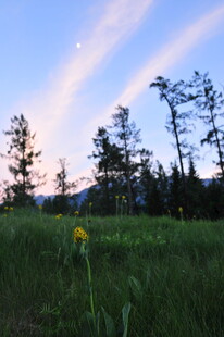 草原黄昏中的灿烂小花