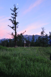 草原暮色中的挺拔树木