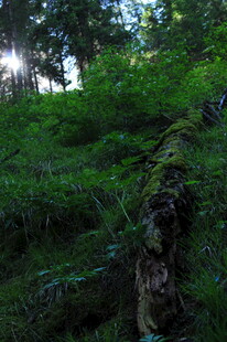 森林中的葱郁植被与树干