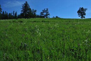 翠绿草地与蓝天树木