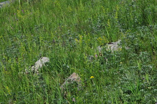 草地上的白色物体