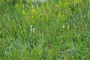 野外葱郁的绿色草地