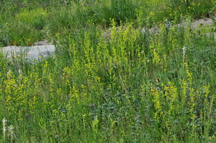 绿意盎然的草地野花景观